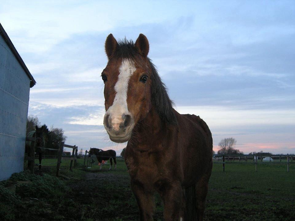 Welsh Mountain (sec A) Stendyssens Suprise Susapi billede 11
