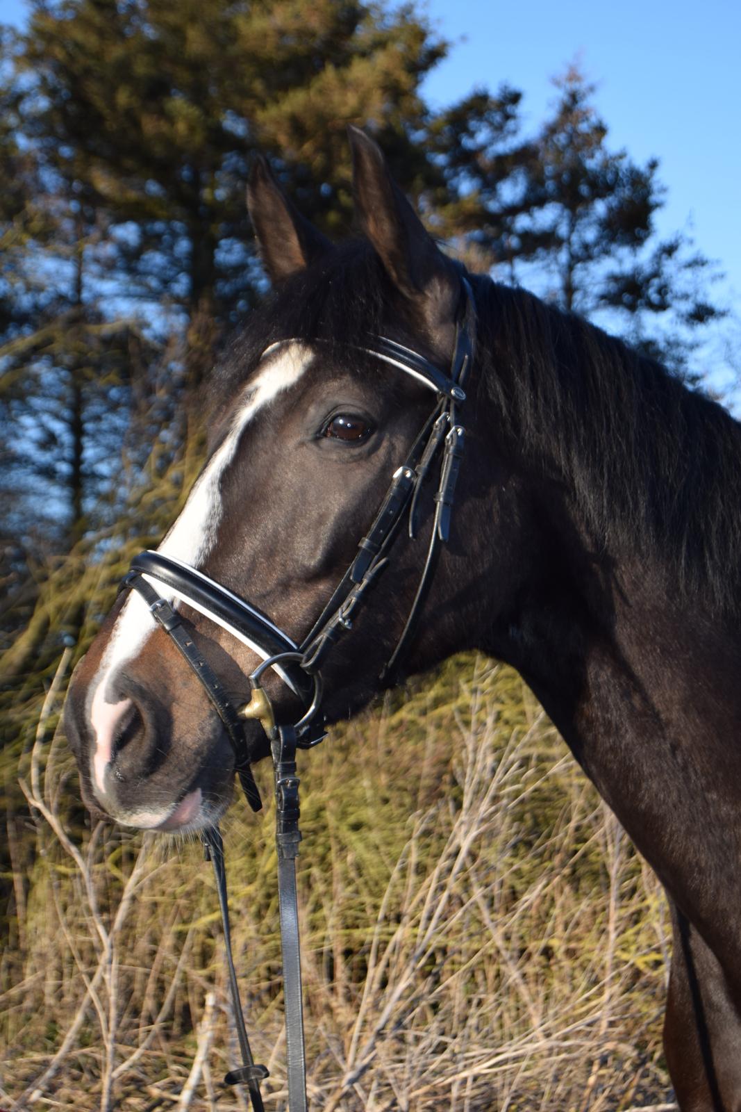 Dansk Varmblod Storåens Chevaldo billede 12