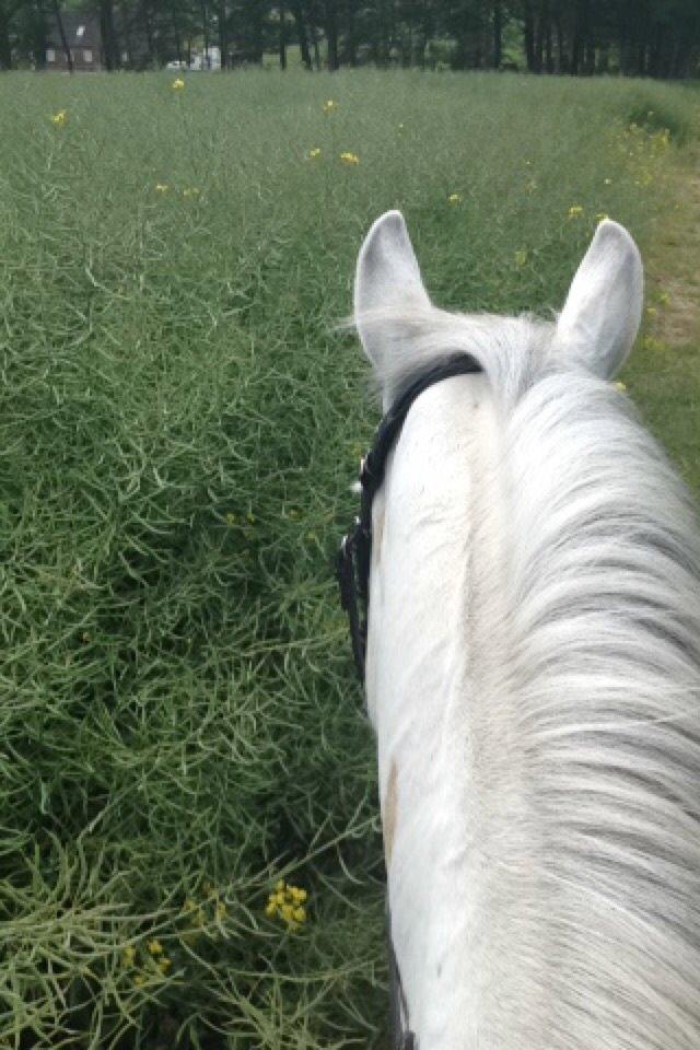 Anden særlig race Cirkeline *Tidligere lånepony* - På tur med C <3 billede 6