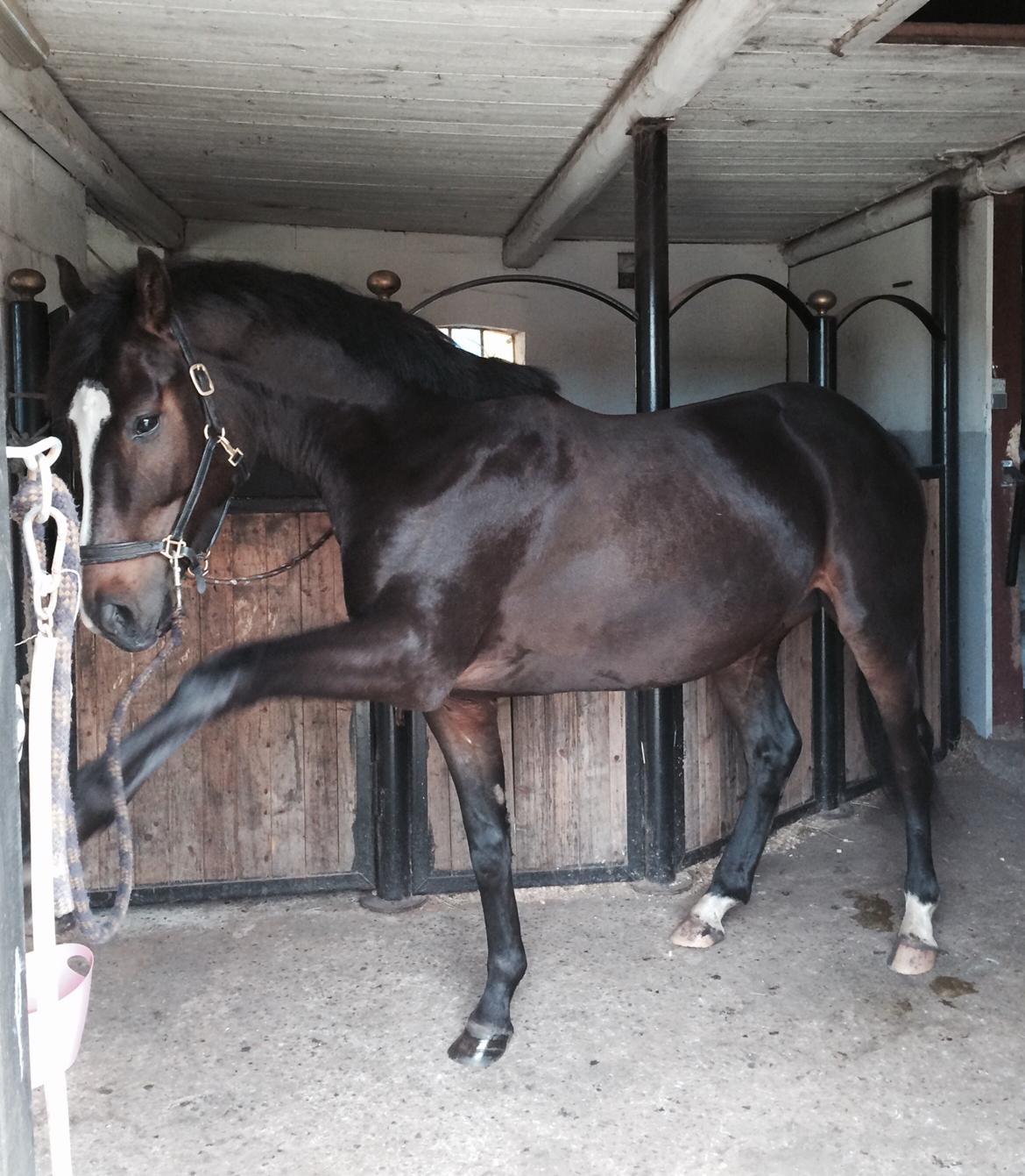 Fuldblod (XX) LOCH TITANS billede 20