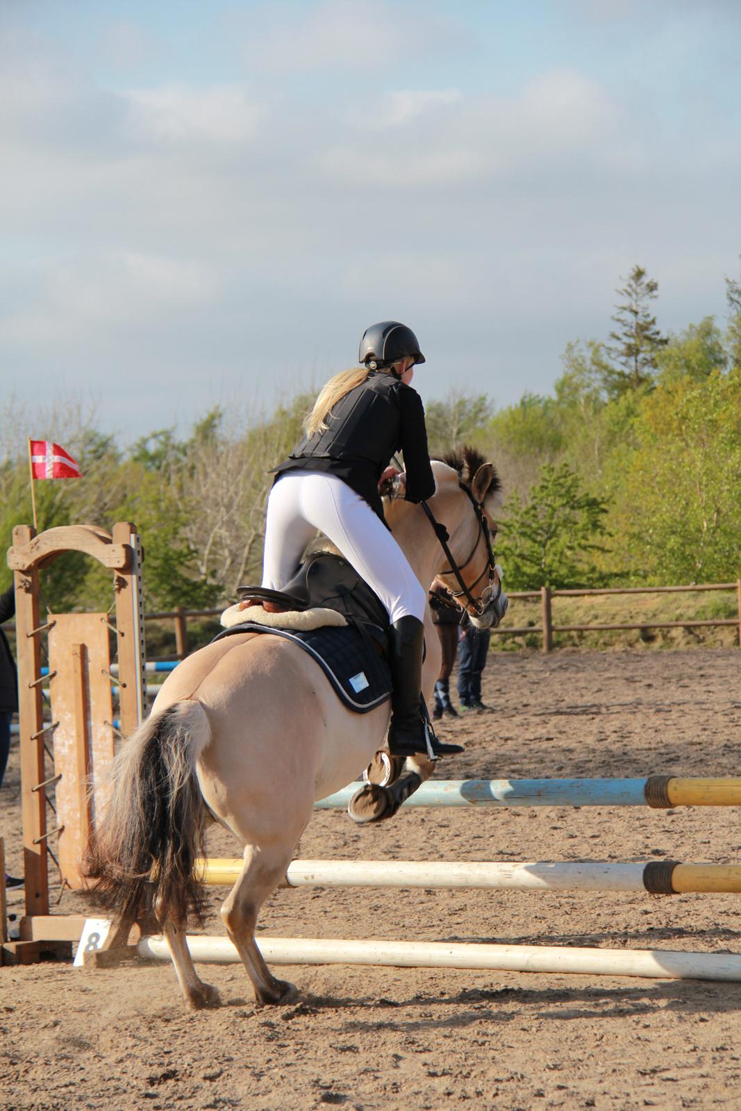 Fjordhest Camilla billede 6