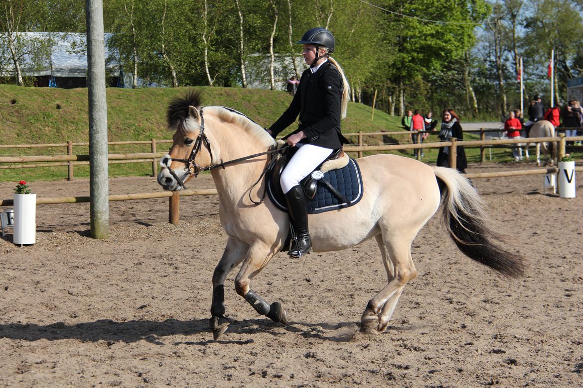 Fjordhest Camilla billede 1
