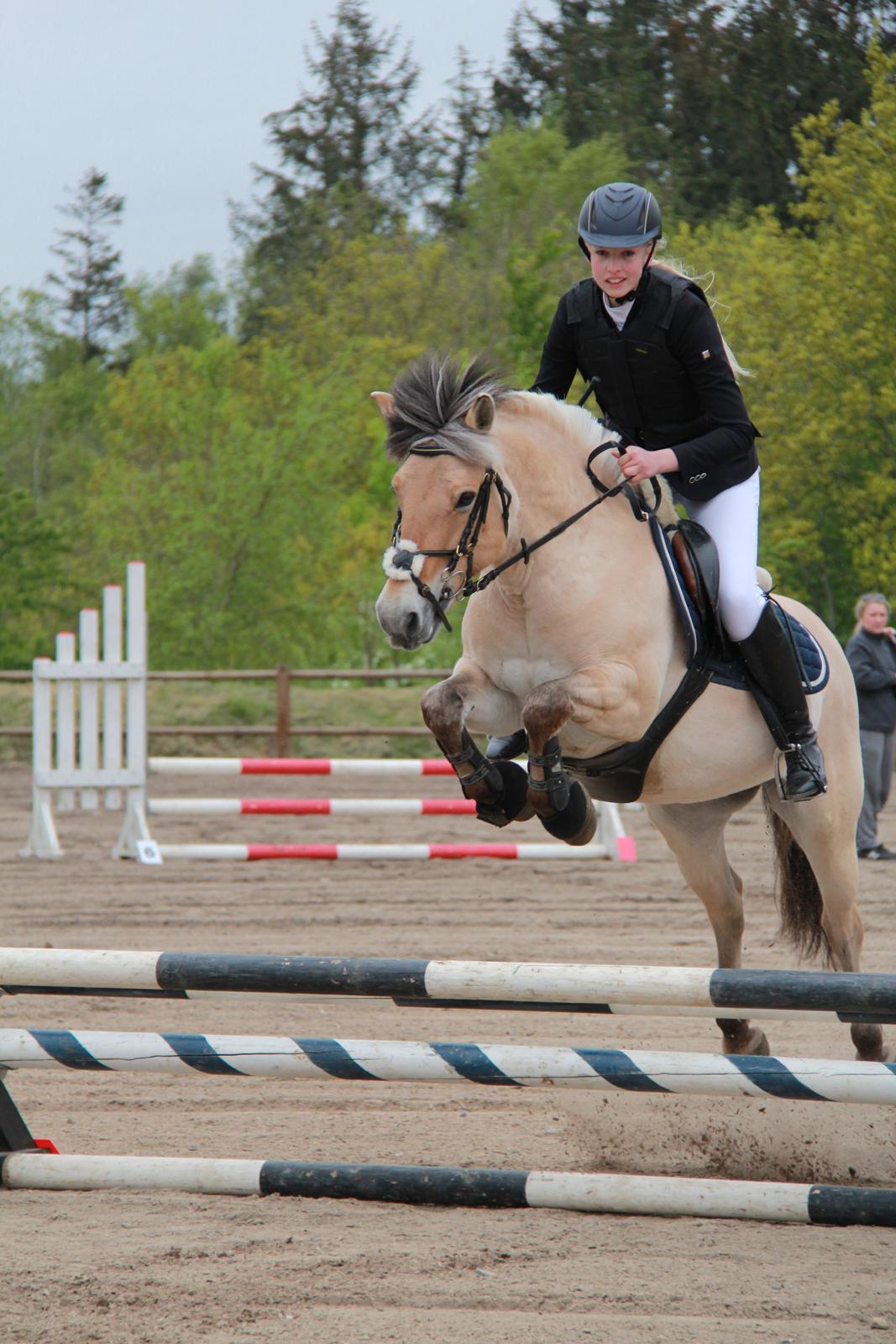 Fjordhest Camilla - det er 70 ikke 90 Camilla <3 billede 16