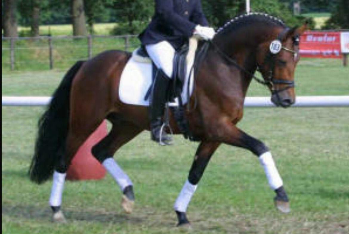 Tysk Sportspony AMK's Halo - Hendes farfar :) billede 3