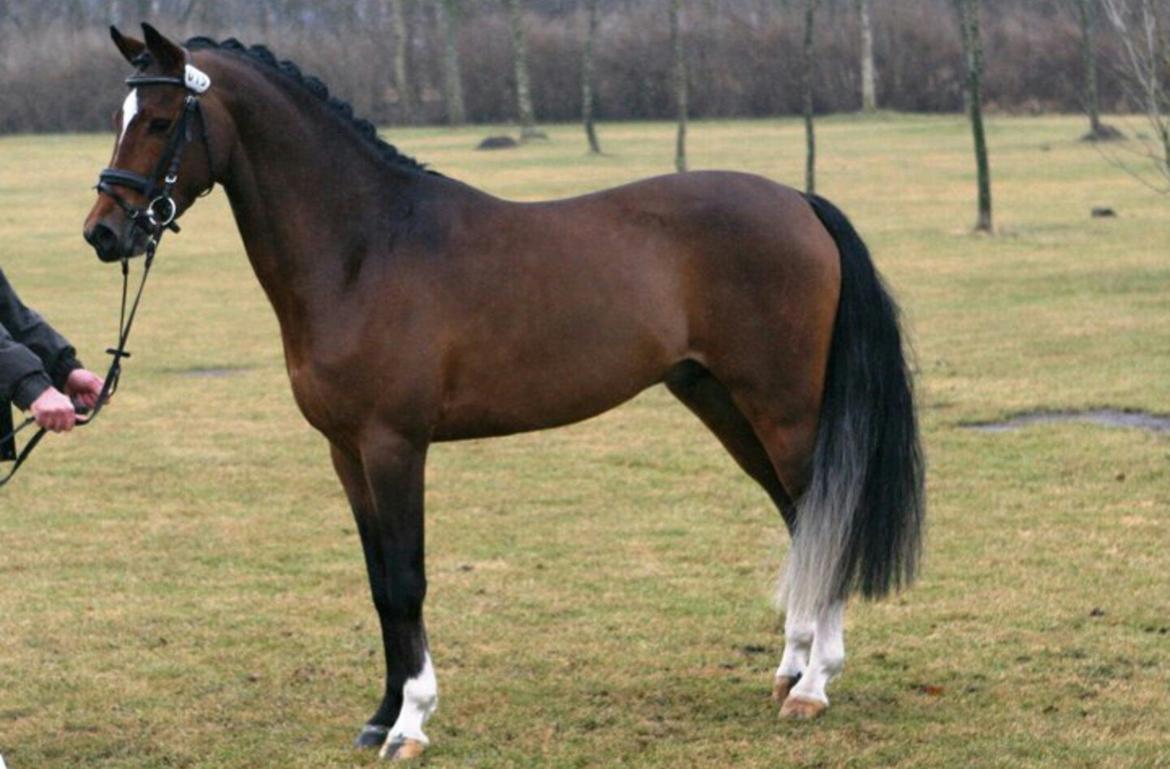 Tysk Sportspony AMK's Halo - Hendes far! billede 4