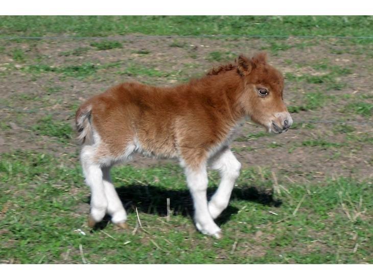 Dansk Miniature Kom-Foxy Lady of Eagle - Som føl - Hos tidligere ejer/avler billede 10