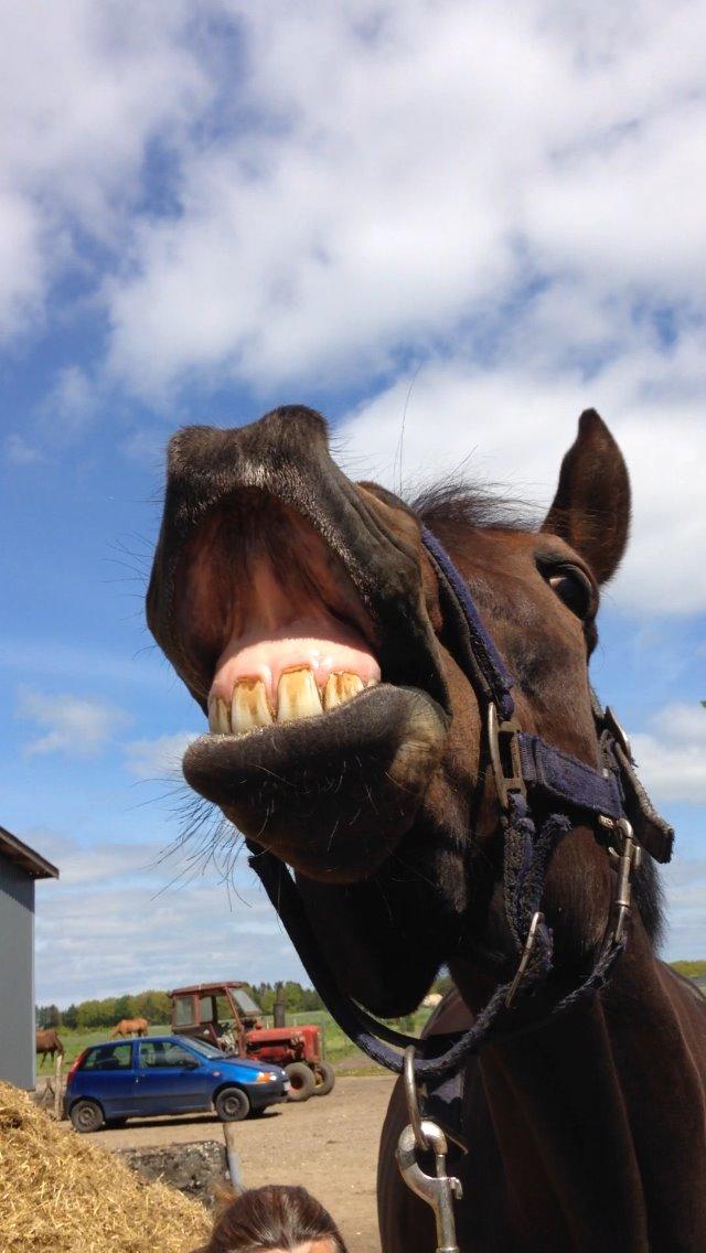 Oldenborg Ice Bell billede 1