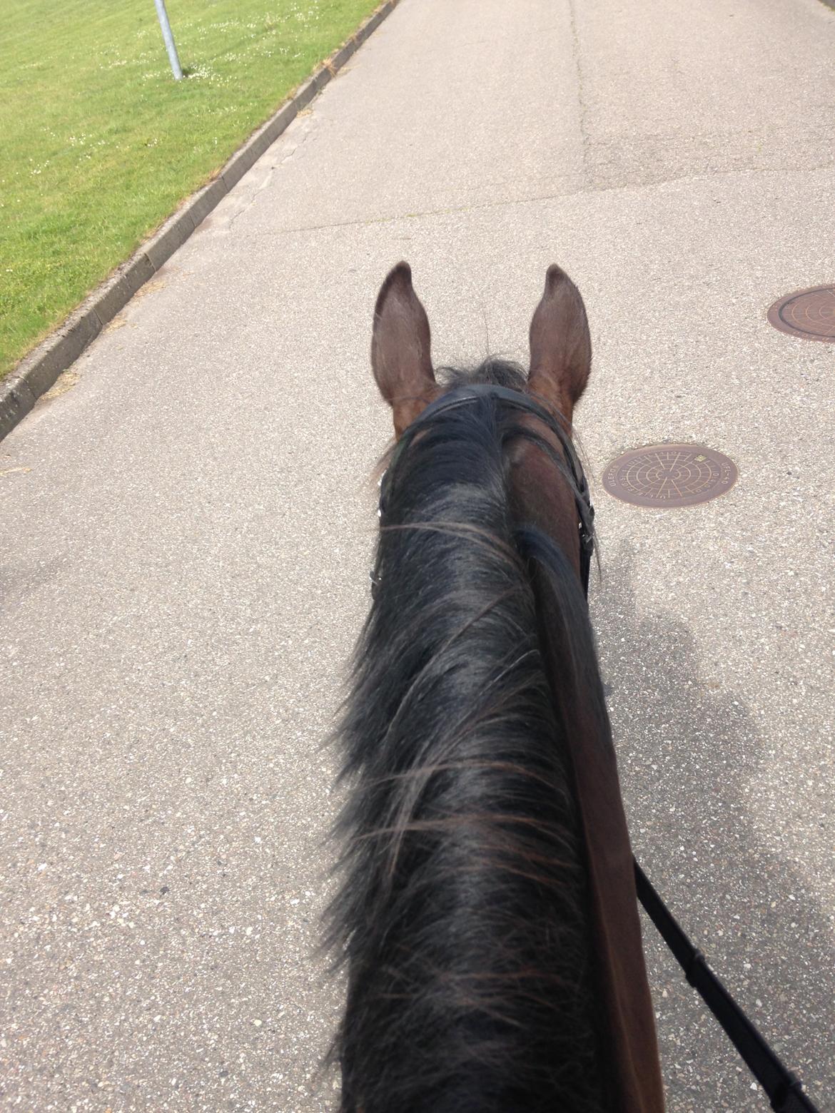 Oldenborg Ice Bell billede 4