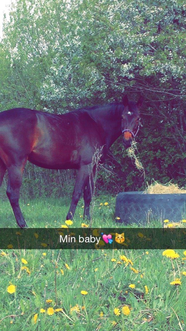 Oldenborg Ice Bell billede 10