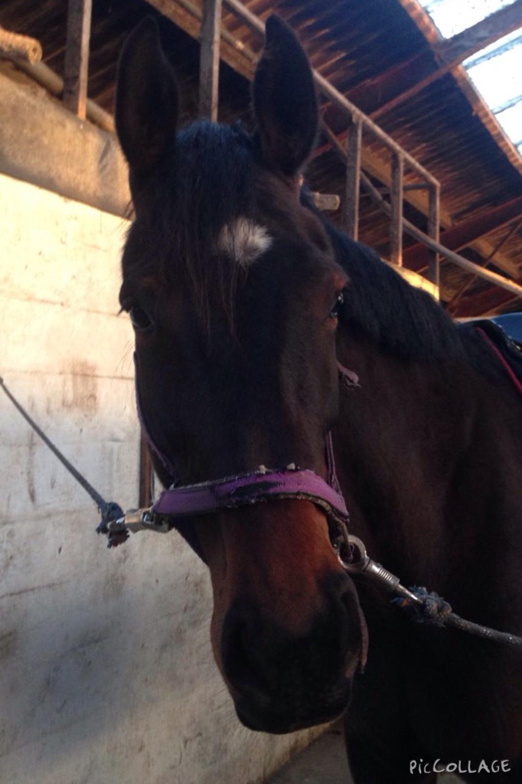 Oldenborg Ice Bell billede 11