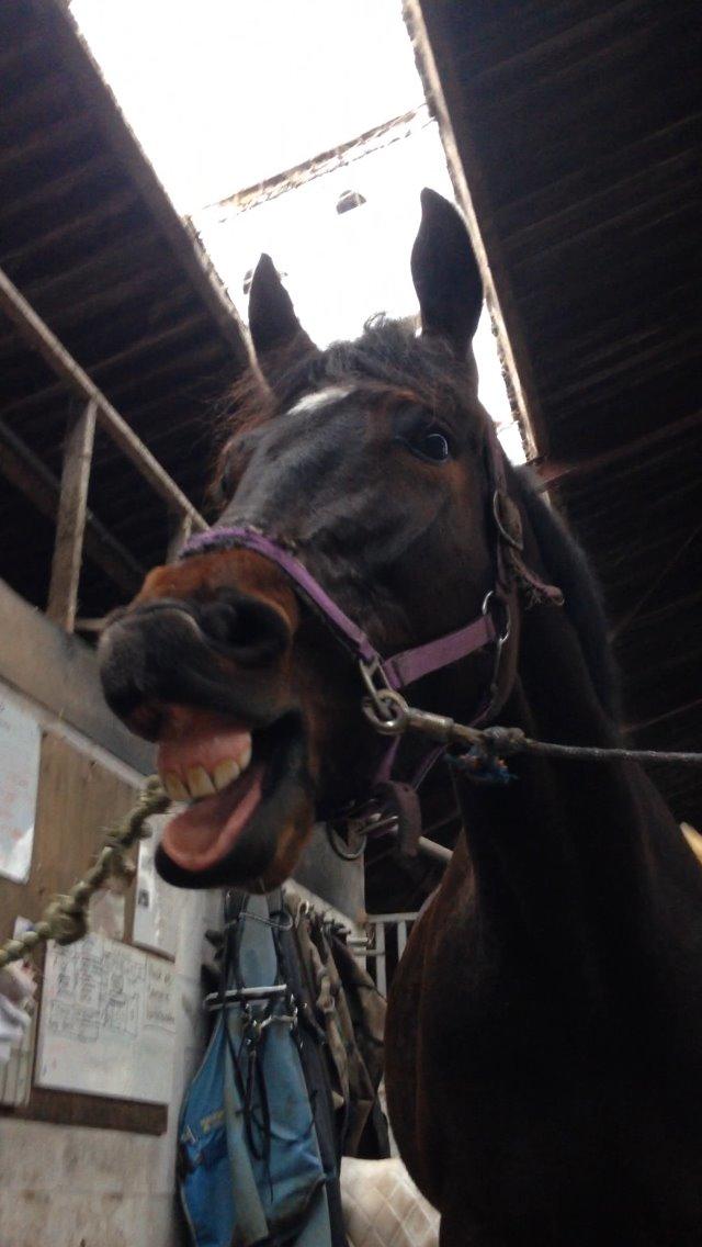 Oldenborg Ice Bell billede 13