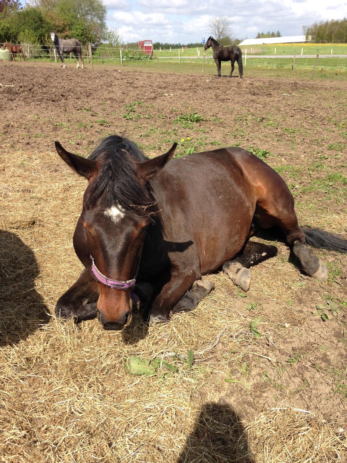 Oldenborg Ice Bell billede 16