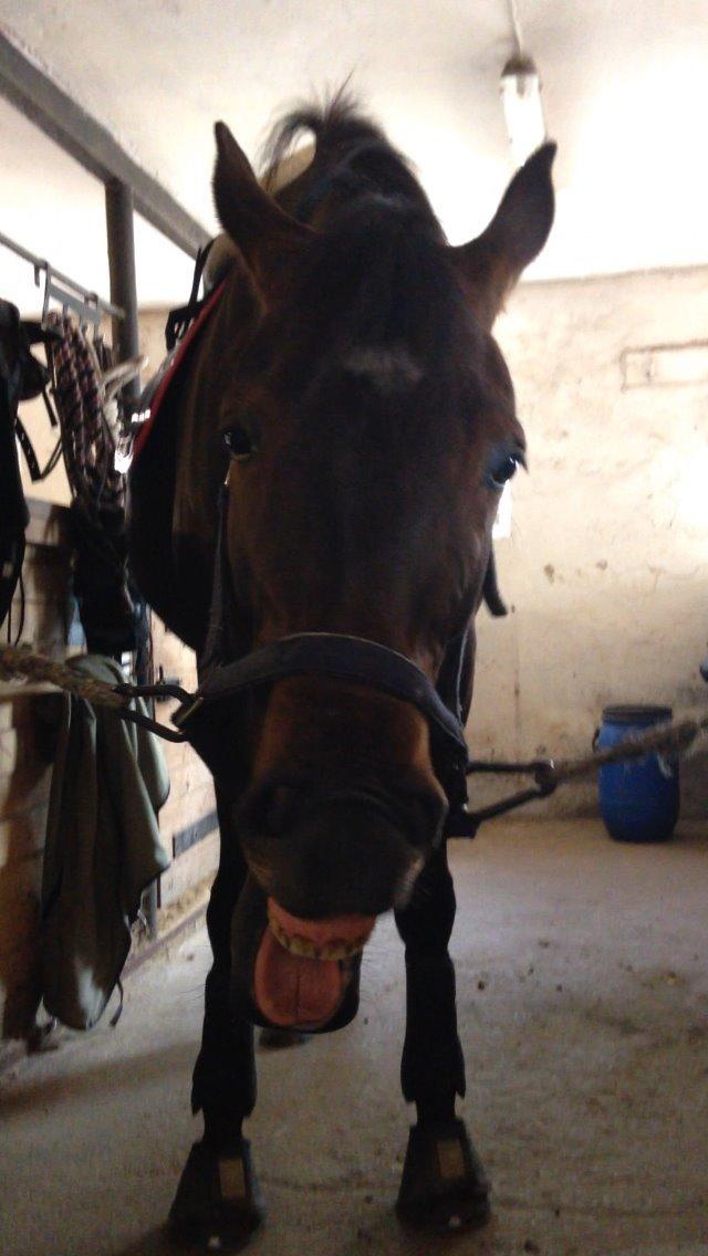 Oldenborg Ice Bell billede 5