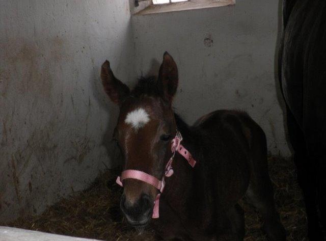 Oldenborg Ice Bell billede 7