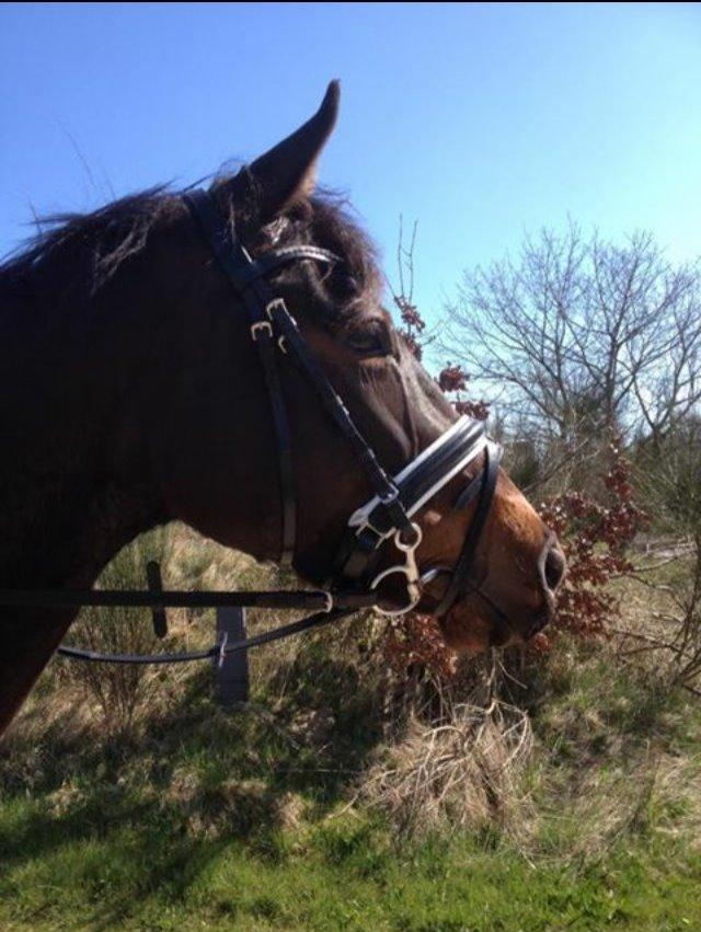 Oldenborg Ice Bell billede 9