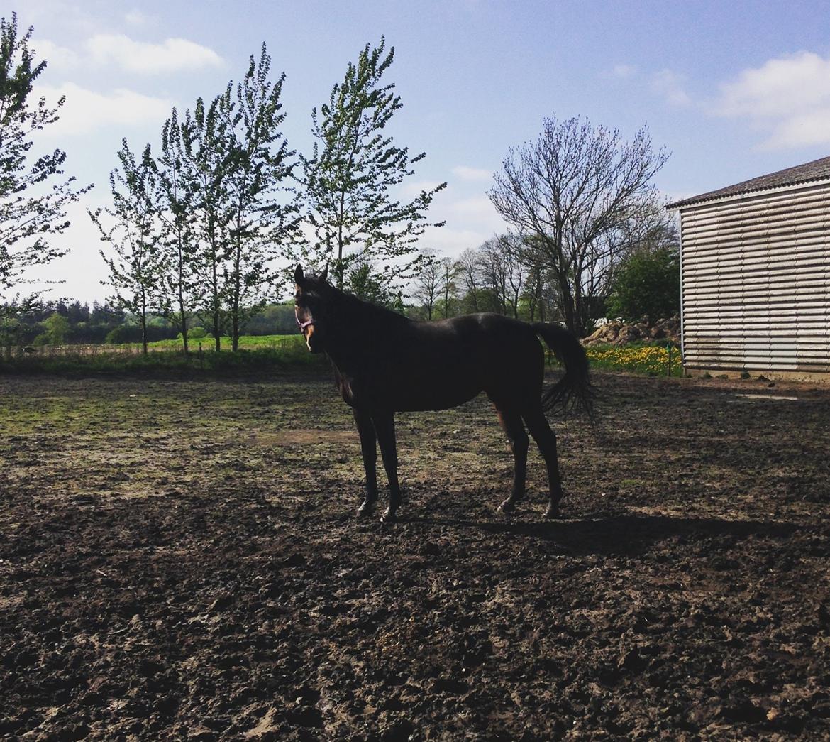 Oldenborg Ice Bell billede 14