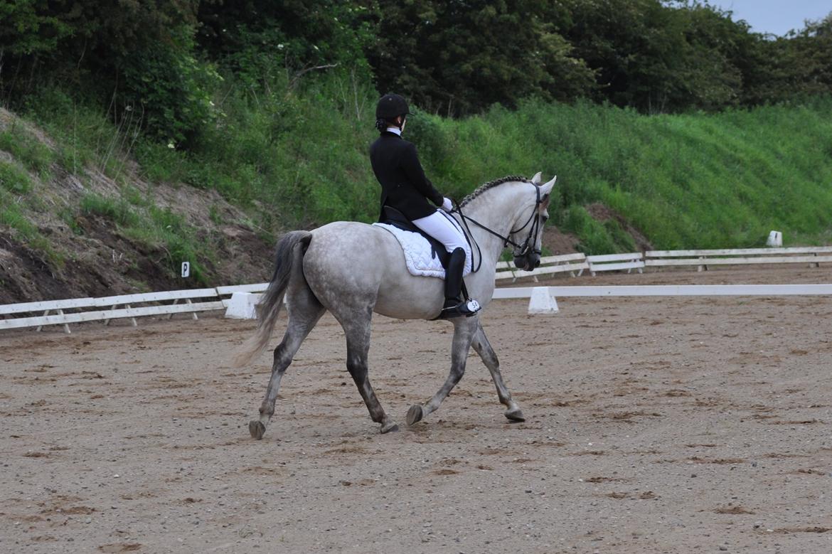 Anden særlig race Hidalgo billede 1