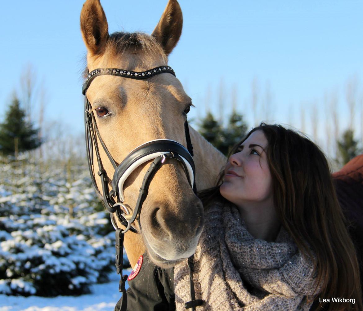 Palomino Kaja billede 14