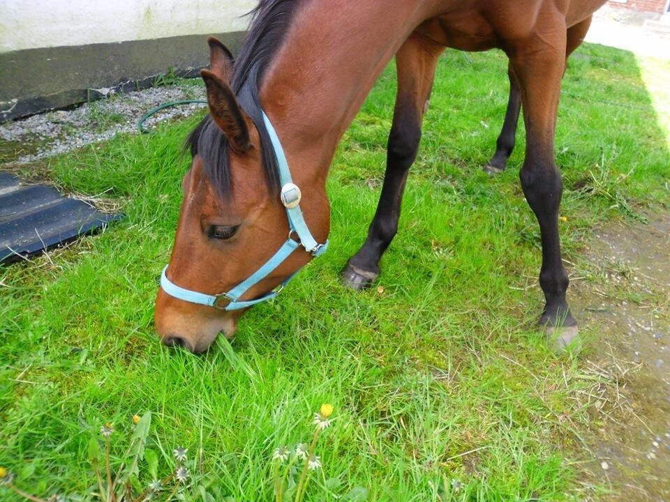 Anden særlig race Darling  billede 15