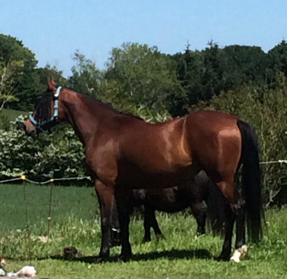 Anden særlig race Darling  billede 11