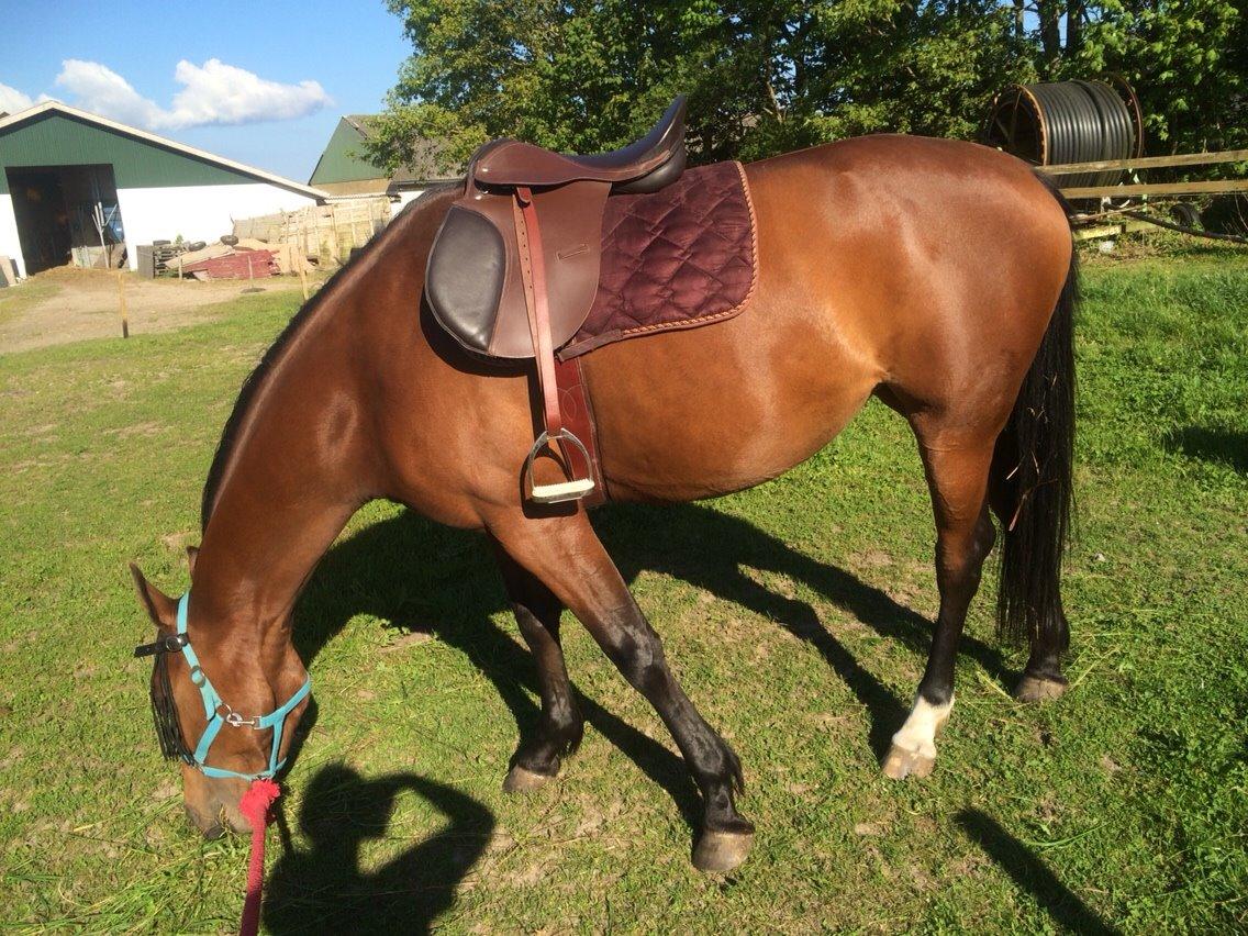 Anden særlig race Darling  billede 18