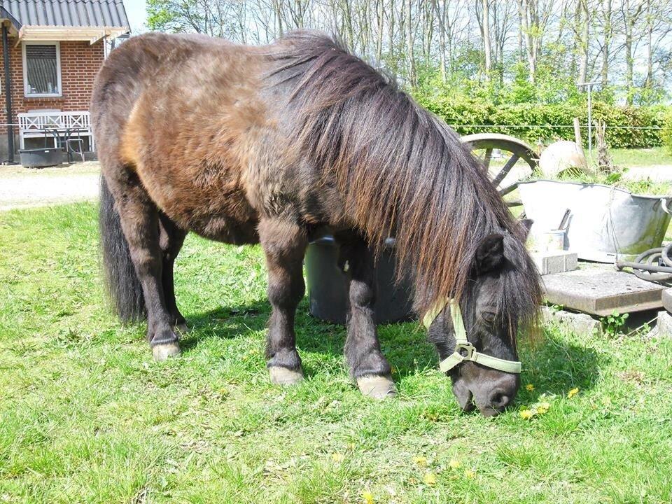 Shetlænder Mulle.  billede 13
