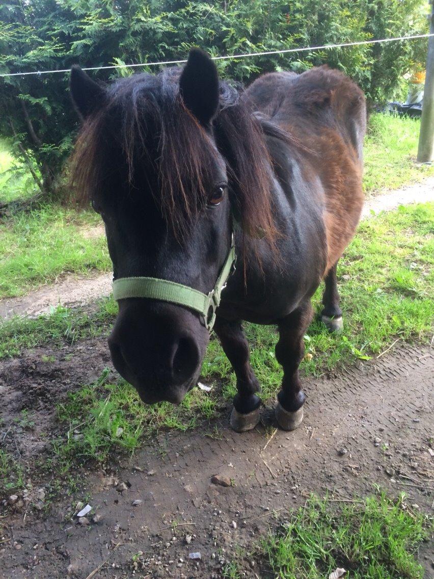 Shetlænder Mulle.  billede 16