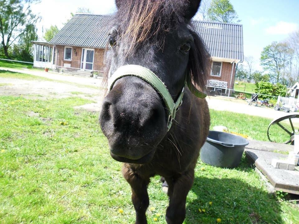 Shetlænder Mulle.  billede 17