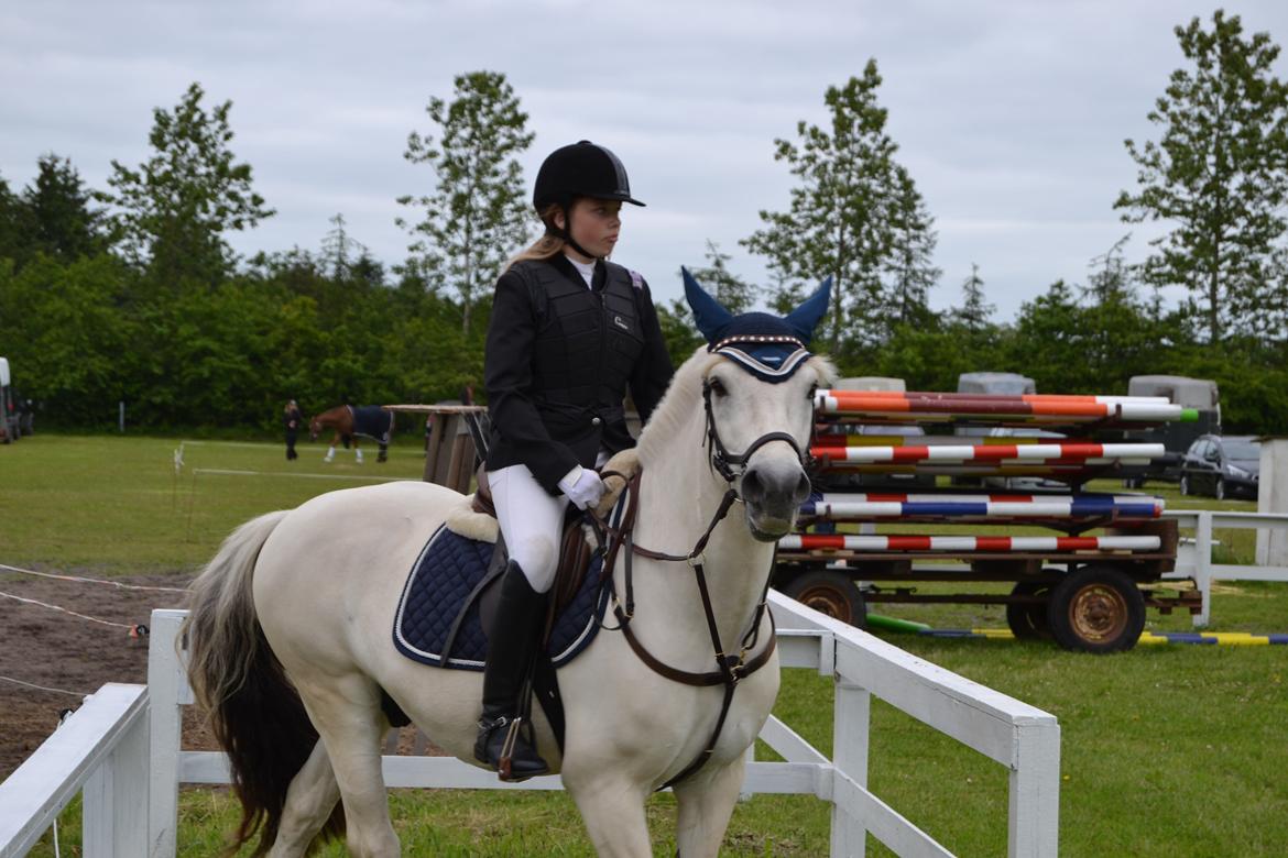 Fjordhest Lyngholms Arcon - stævnet i Bording<3 han var en stjerne! billede 13