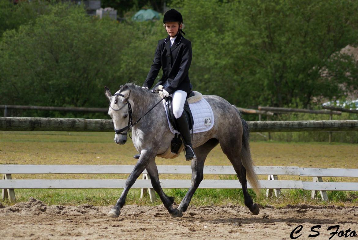 DSP Haahrs Toscana. Dagligt kaldt Tosse "SOLGT" - stævne i struer billede 3