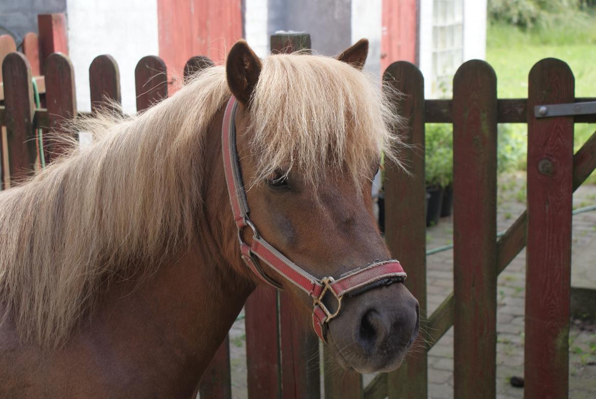 Shetlænder Markeslevgårds sam billede 3