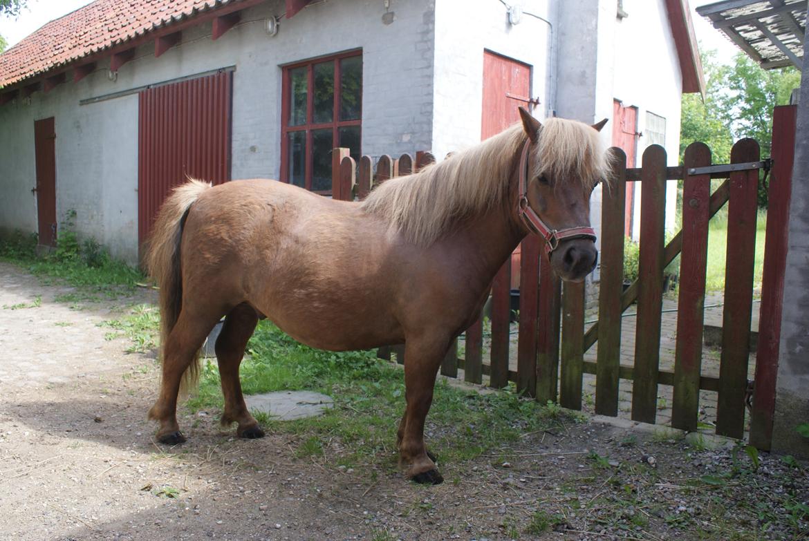 Shetlænder Markeslevgårds sam billede 2