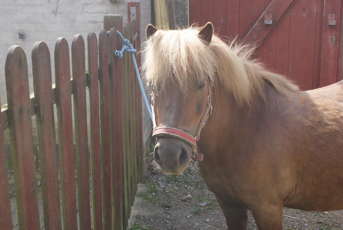 Shetlænder Markeslevgårds sam billede 5