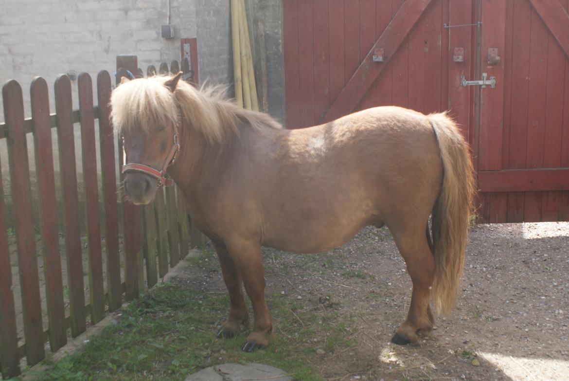 Shetlænder Markeslevgårds sam billede 4