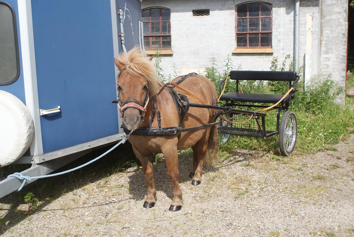 Shetlænder Markeslevgårds sam billede 1