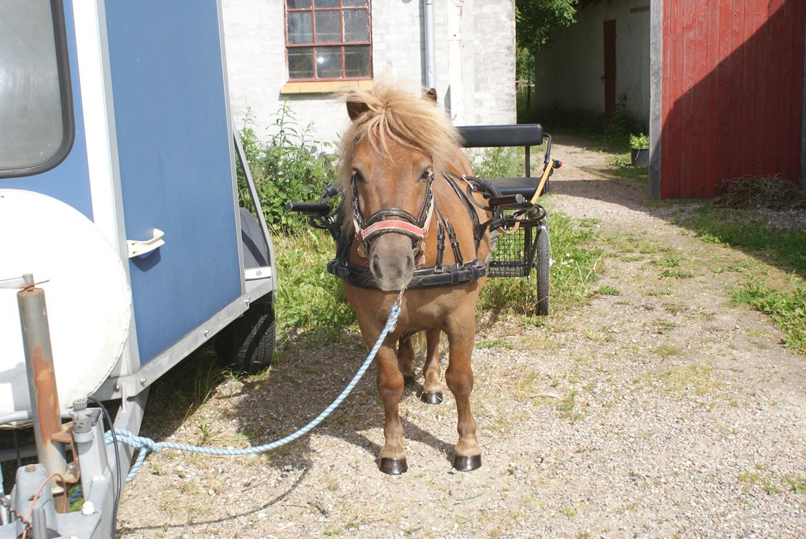Shetlænder Markeslevgårds sam billede 7