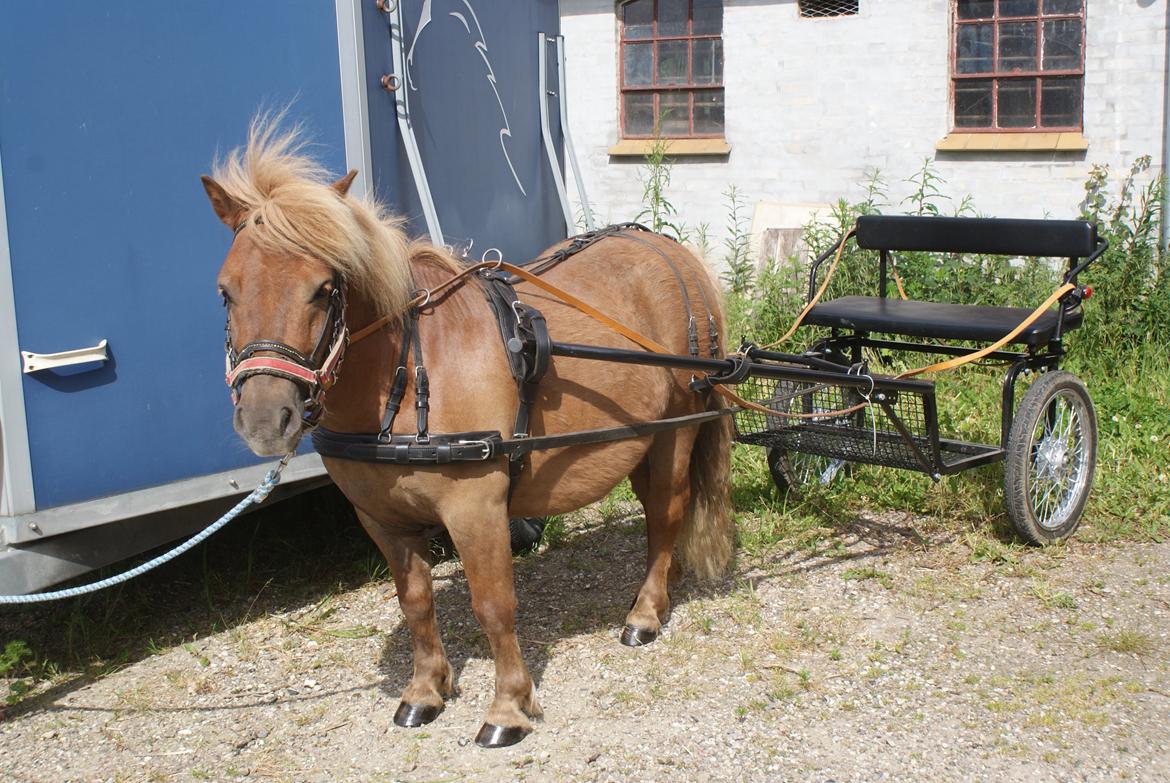 Shetlænder Markeslevgårds sam billede 6