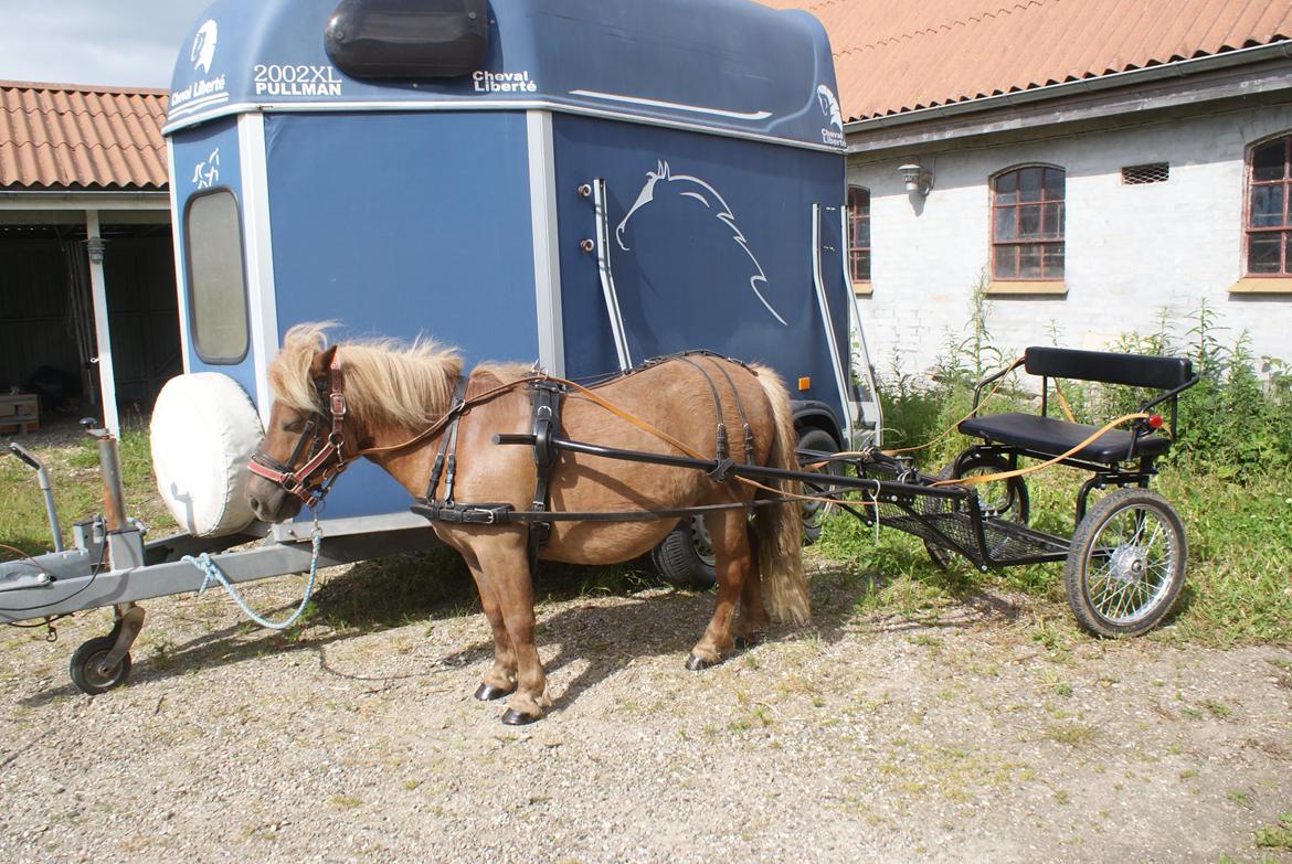 Shetlænder Markeslevgårds sam billede 8