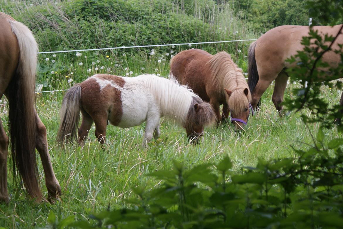 Shetlænder Markeslevgårds sam billede 9