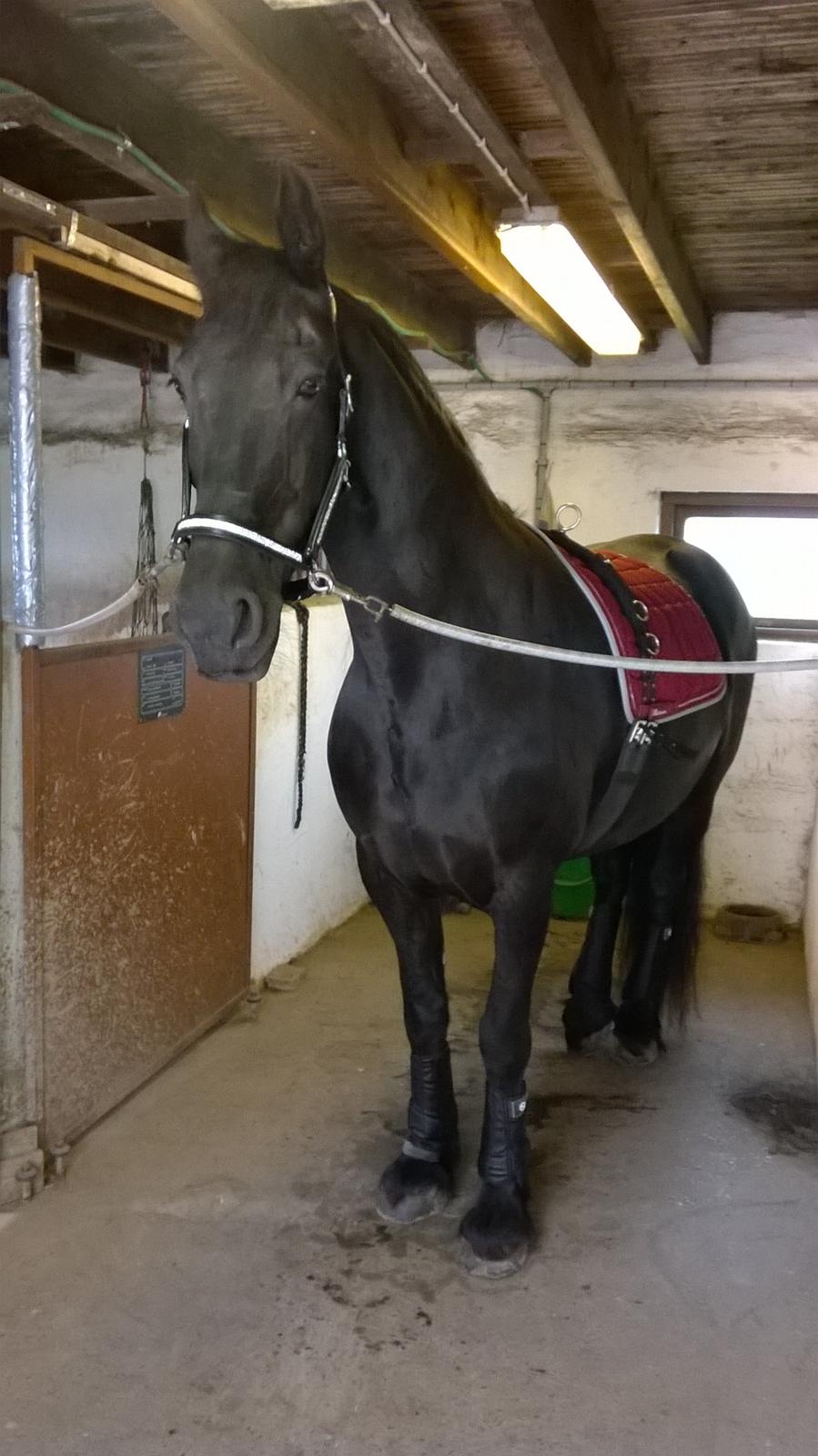 Frieser Hilde (Tidligere Hest) - Min smukke Hilde pige med nyt udstyr 💖  billede 12