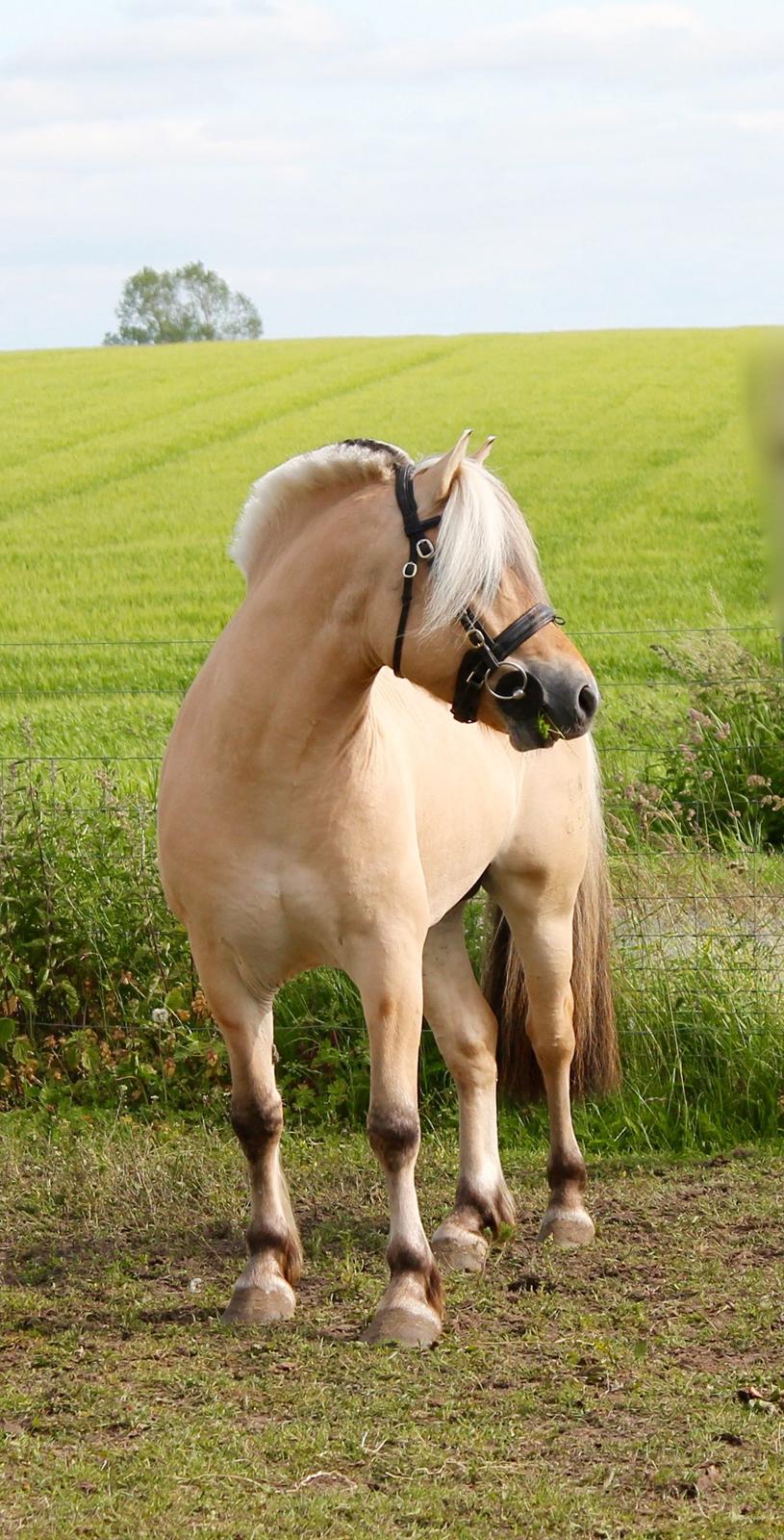 Fjordhest Rolf Bindebjerg*Solgt* billede 12