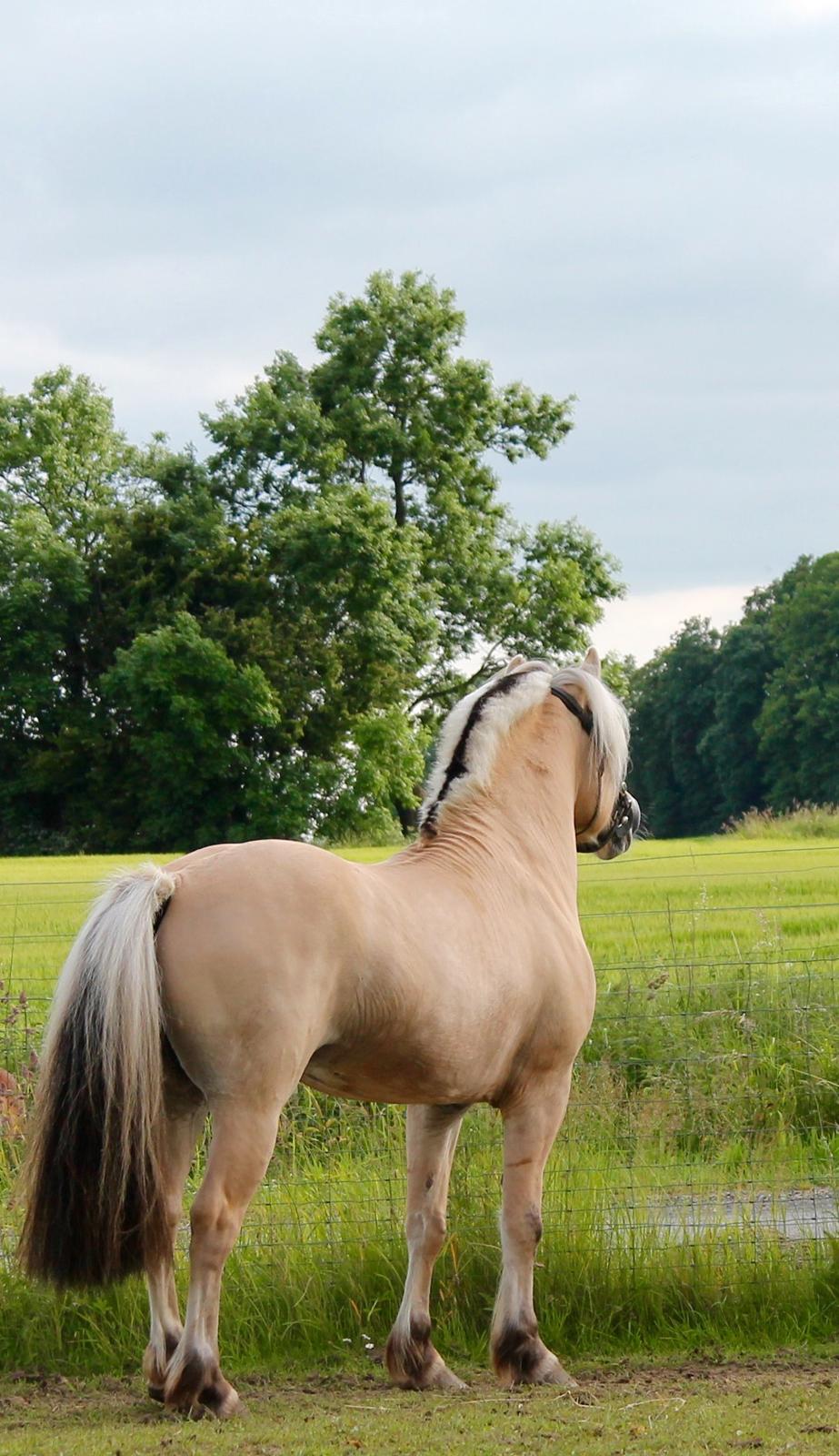 Fjordhest Rolf Bindebjerg*Solgt* billede 9