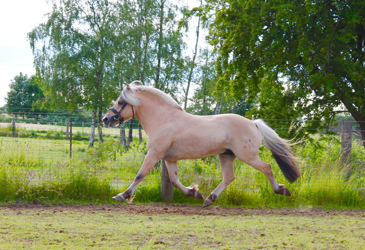 Fjordhest Rolf Bindebjerg*Solgt* billede 7