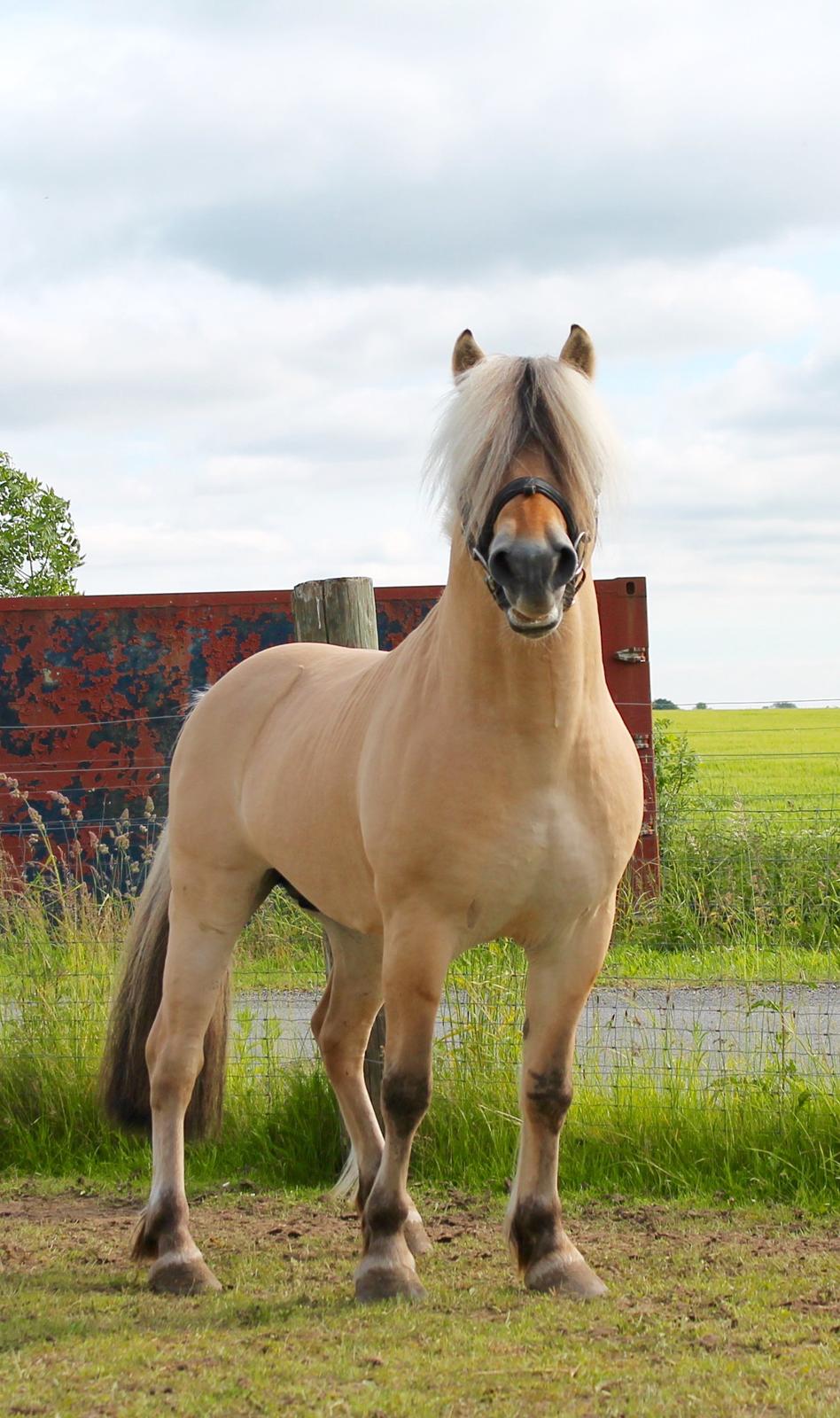 Fjordhest Rolf Bindebjerg*Solgt* - Velkommen til Rolf Bindebjerg's profil.                                 Billedet er fra d 21/6-15 billede 1