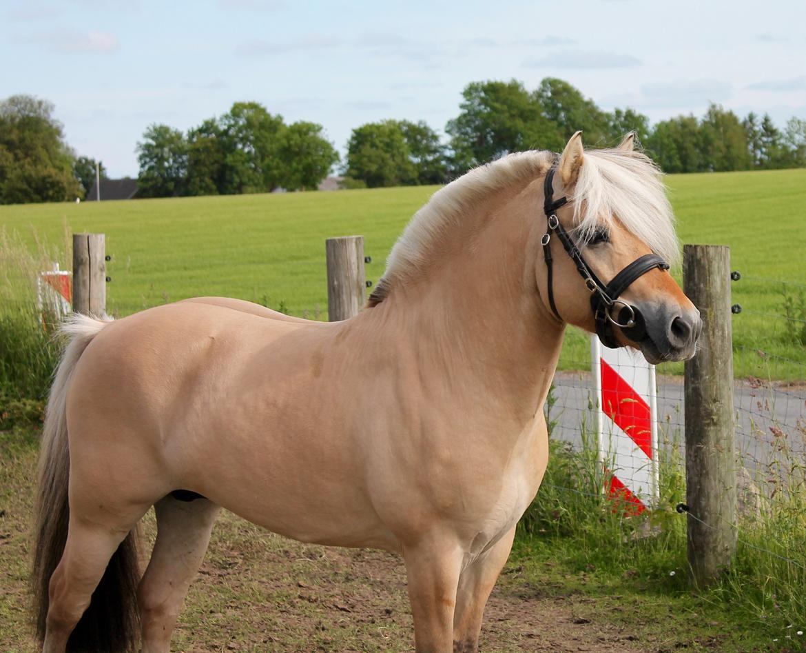 Fjordhest Rolf Bindebjerg*Solgt* billede 5