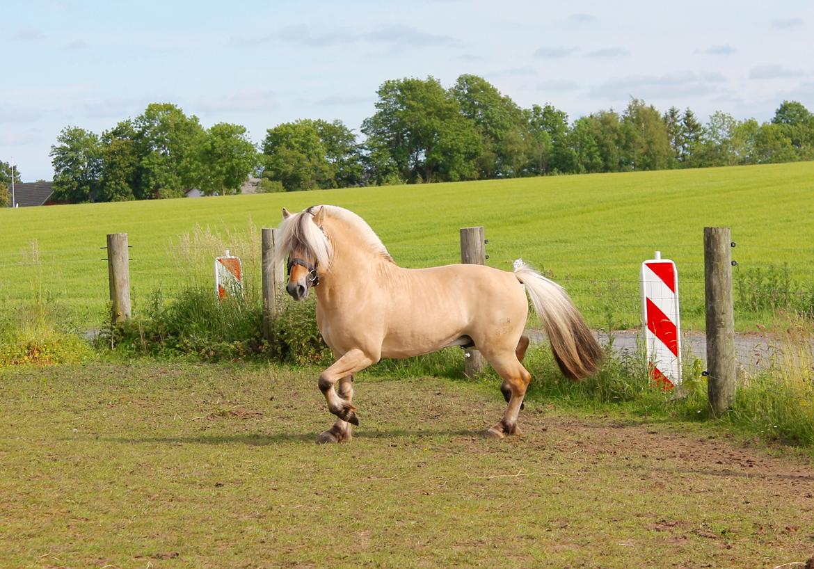 Fjordhest Rolf Bindebjerg*Solgt* billede 13