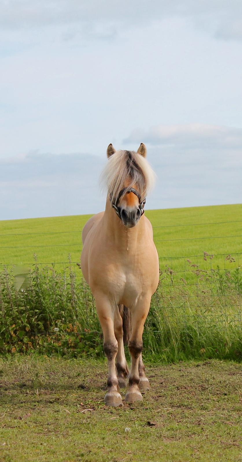 Fjordhest Rolf Bindebjerg*Solgt* billede 3