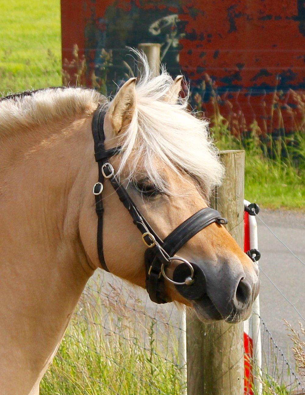 Fjordhest Rolf Bindebjerg*Solgt* billede 2
