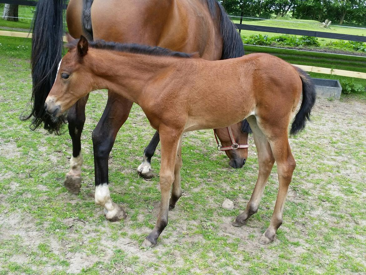 DSP Bjerring's day-dream billede 5