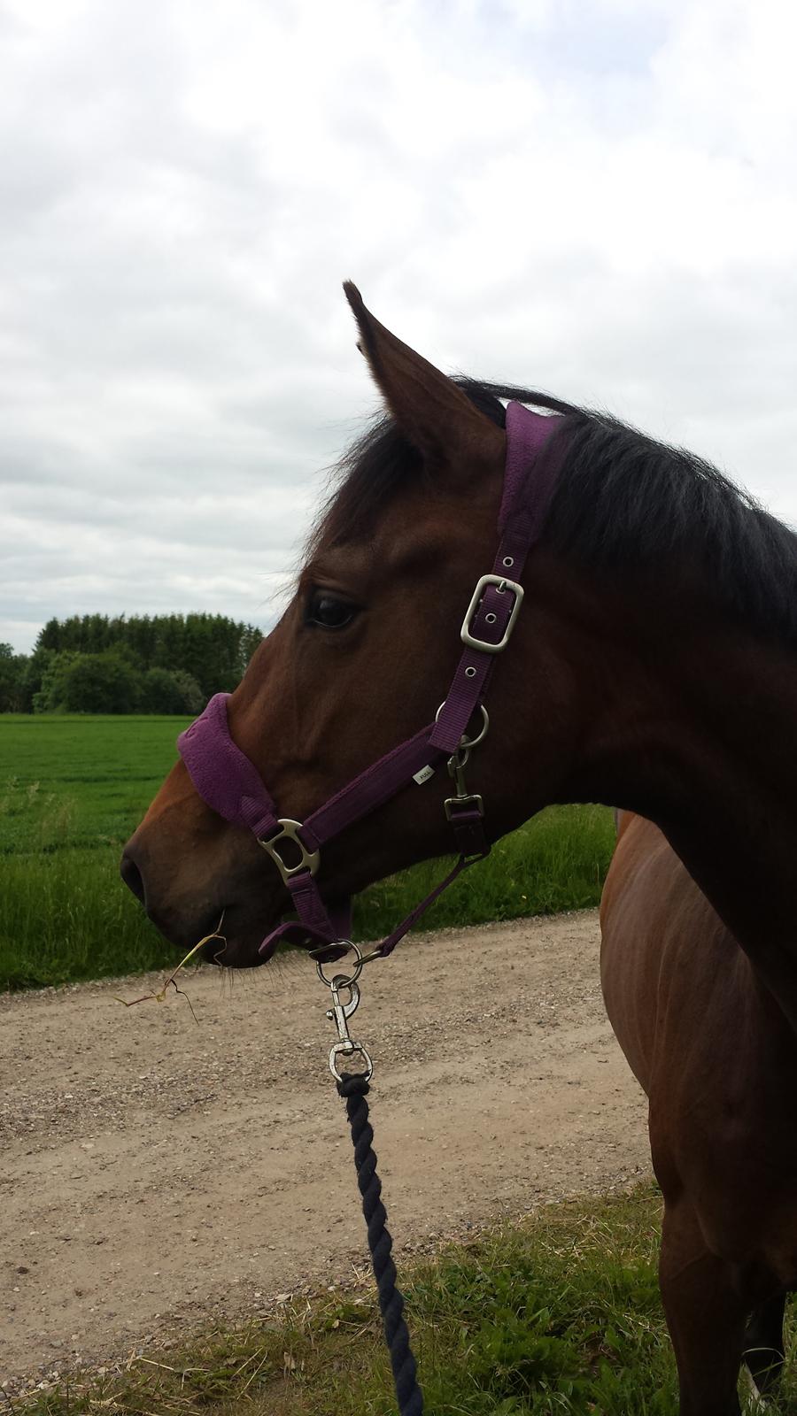 Dansk Varmblod Wajes Quick-Lady - 21.6.15 billede 2